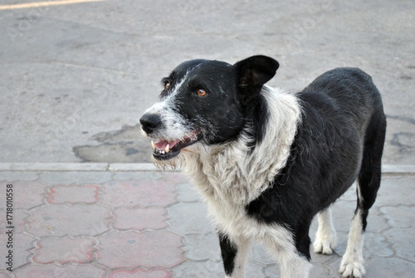 Obraz black and white dog