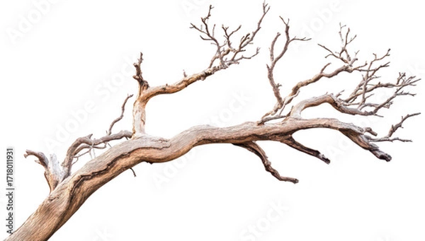 Fototapeta A gnarled. weathered tree branch with intricate. twisting limbs against a stark white background. the beauty of natures resilience and potential for artistic use