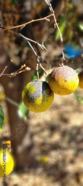 Fototapeta Diseased Oranges with Sooty Mold on Citrus Tree Branch