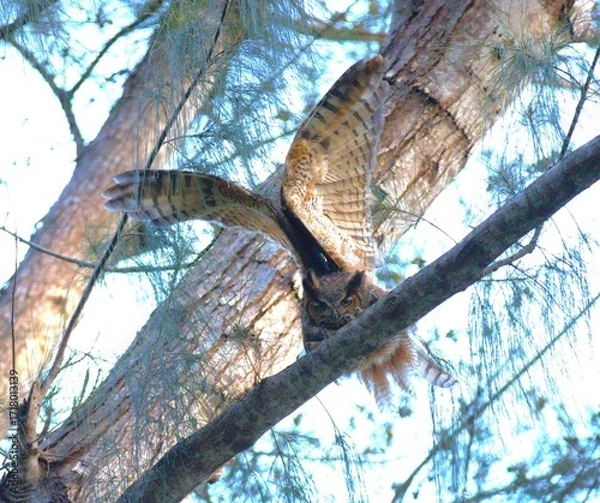 Obraz owls open wings on tree