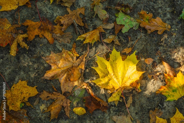 Fototapeta Fallen maple and oak leaves lie on the ground, illuminated by the sun.
