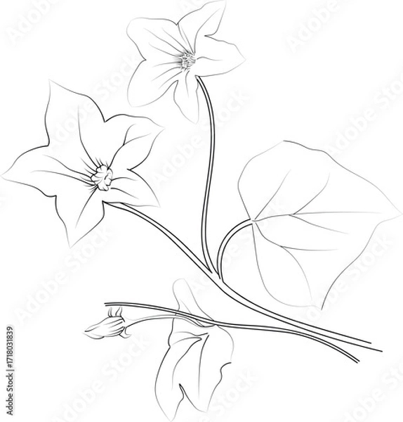 Fototapeta Flowers coloring pages, and a book, Vector sketch of ivy flower drawing, Hand-drawn ivy flower botanical leaf bud illustration, engraved ink art style. Ivy flower sketch, vintage ivy drawing
