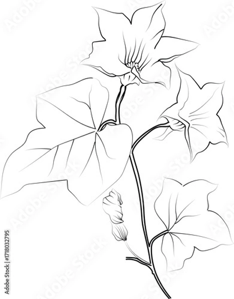 Fototapeta Ivy flower coloring book, hand-drawn botanical spring elements, bouquet of ivy flower line art, coloring page, vector sketch, artistic simplicity doodle art, Easy yellow Honeysuckle flower drawing