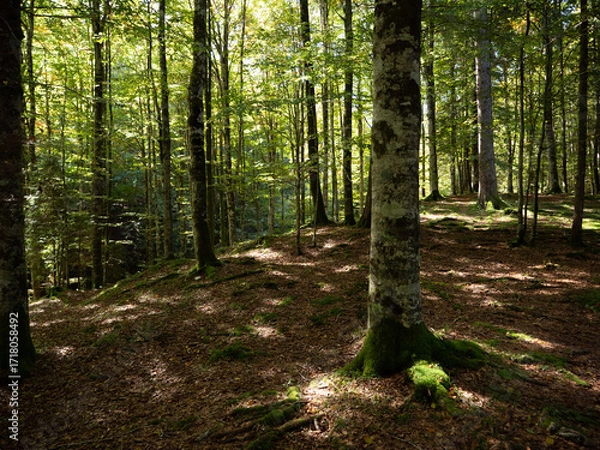 Obraz Trees Forest with tall trees