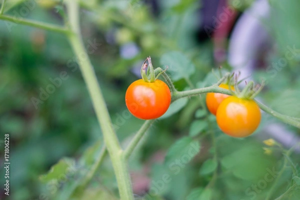 Obraz ripe red cherry tomato close up
