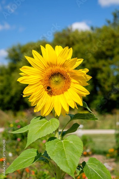 Obraz sunflower with bee