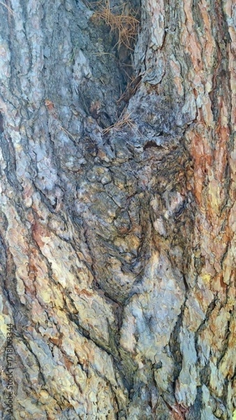 Fototapeta Textured Tree Bark Patterns Natural Colors Close-Up Detail Nature Outdoor