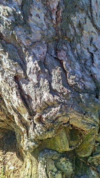 Fototapeta Beautiful Detailed Tree Bark Textures Patterns Nature Closeup