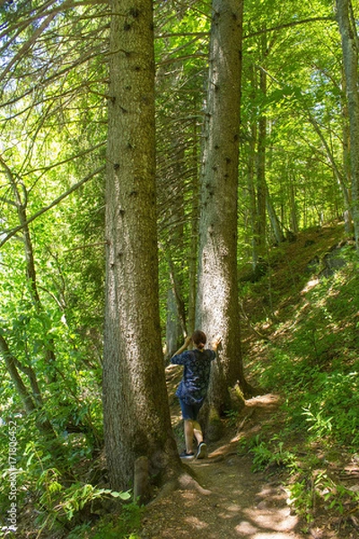 Fototapeta two centennial trees, in a mountain forest