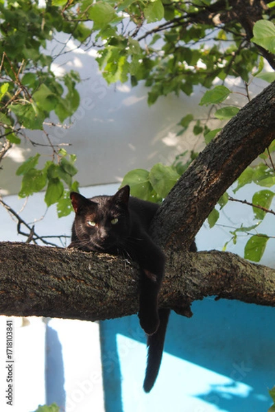 Fototapeta black cat in the garden on a branch