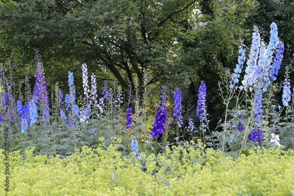 Fototapeta Delphinium elatum flower growing in the park