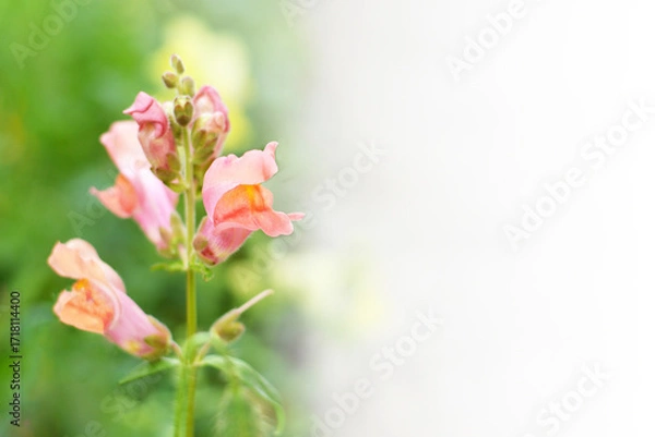 Fototapeta Snapdragon flowering in the garden, copy space