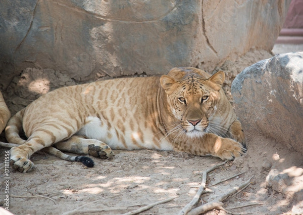 Fototapeta Image of a liger on nature background.