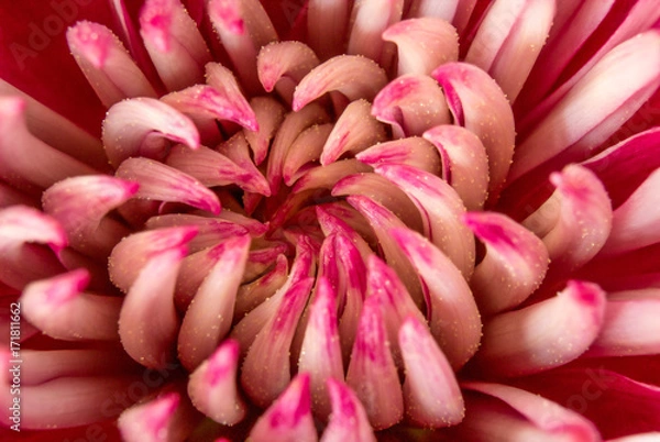Fototapeta Red and White Dahlia Closeup Top View