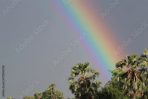 Fototapeta Rainbow Arc: A vibrant rainbow gracefully arches across a dramatic sky, its vivid colors painting a picturesque scene, with the tops of palm trees in sight.