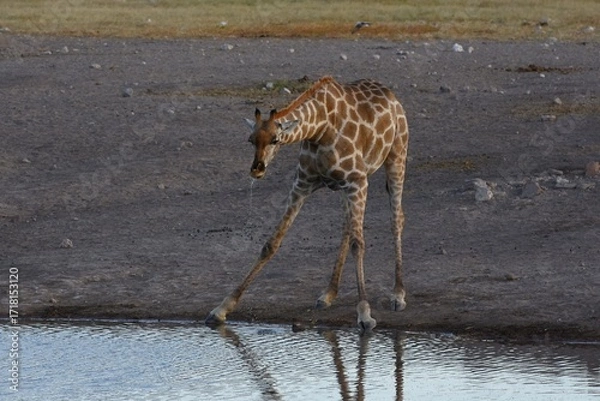 Obraz Steppengiraffe (giraffa camelopardalis) trinkt am Wasserloch Chudop im Etoscha Nationalpark