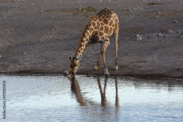 Obraz Steppengiraffe (giraffa camelopardalis) trinkt am Wasserloch Chudop im Etoscha Nationalpark