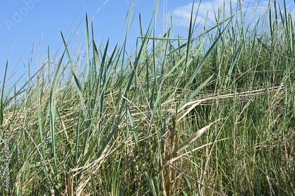 Fototapeta Strandhafer