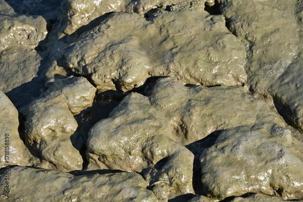 Fototapeta Schlick bei Ebbe in Wattenmeer
