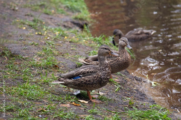 Fototapeta Duck hunting. Mallard duck on a lake during hunting.