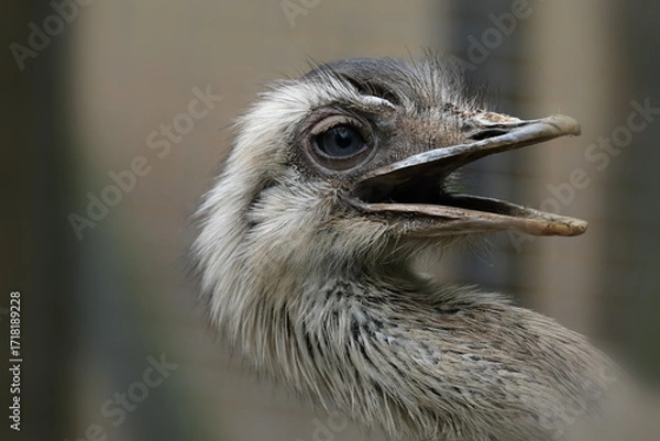 Obraz Kopf eines Straußes mit geöffnetem Schnabel  - Portrait