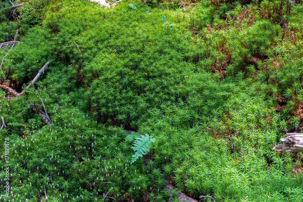 Fototapeta 白駒池の苔