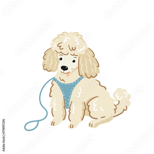 Fototapeta A cartoon toy poodle wearing a blue harness with a leash and sitting, flat vector illustration on a white background