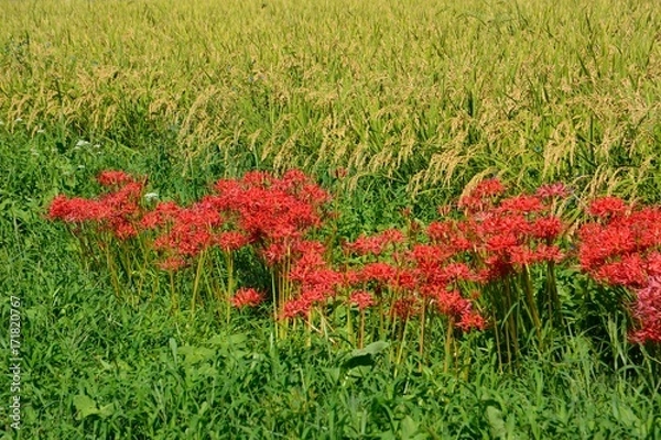 Fototapeta 初秋を彩る彼岸花