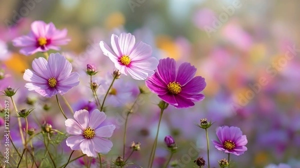 Fototapeta A field of cosmos flowers in various shades of pink and purple with a blurred background of colors