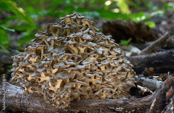 Fototapeta Polyporus umbellatus mushroom on the wood. Known as umbrella polypore. Edible mushrooms in the forest.