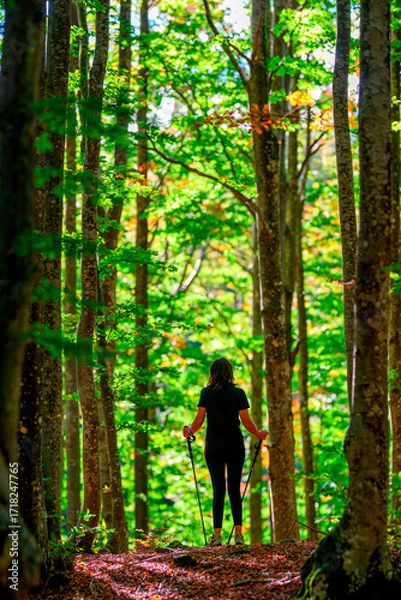Obraz Camminare nel Bosco 
