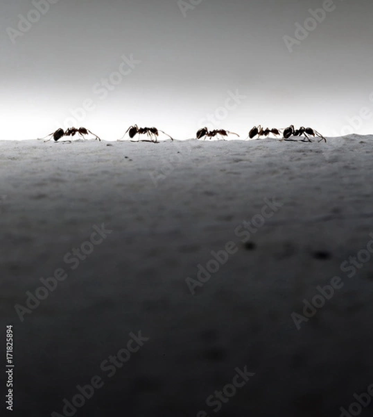 Obraz Ant walk on wall