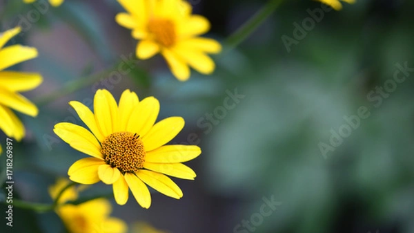 Fototapeta yellow chamomile flowers in the garden. yellow daisy on a beautiful blurred background, close-up. yellow flowers on the flowerbed. floral background. bright chamomile in spring or summer.