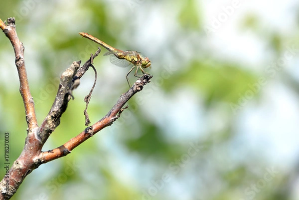 Fototapeta Sympetrum vulgatum. large beautiful dragonfly on a dry branch green background close-up. dragonfly sits on a branch in the garden. dragonfly with big eyes. small predator. macro nature