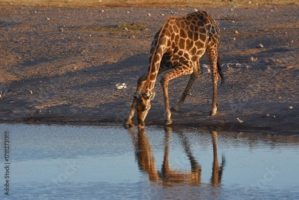 Obraz Steppengiraffe (giraffa camelopardalis) trinkt am Wasserloch Chudop im Etoscha Nationalpark