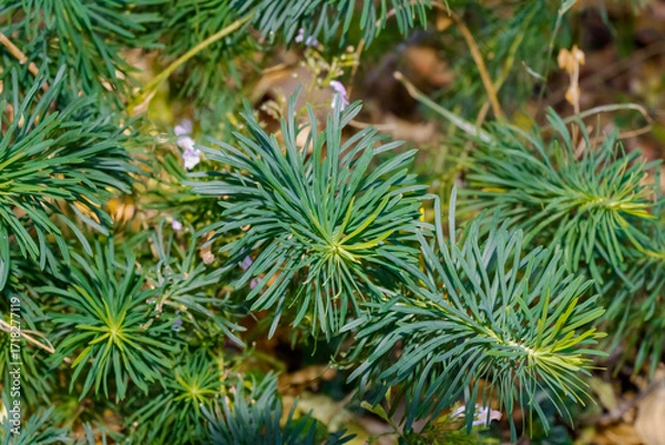 Fototapeta Close-up of green pine needles forming radial clusters on branches, creating natural woodland evergreen texture