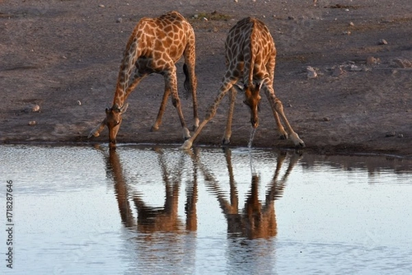 Obraz Steppengiraffen (giraffa camelopardalis) trinken am Wasserloch Chudop im Etoscha Nationalpark in Namibia