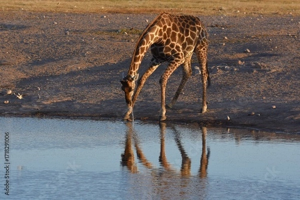 Obraz Steppengiraffe (giraffa camelopardalis) trinkt am Wasserloch Chudop im Etoscha Nationalpark