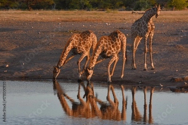 Obraz Steppengiraffen (giraffa camelopardalis) trinken am Wasserloch Chudop im Etoscha Nationalpark in Namibia