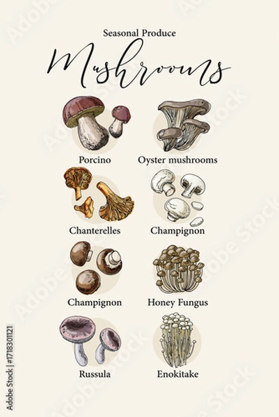Fototapeta Vector poster with colorful hand drawn illustrations of seasonal edible mushrooms: porcino, oyster mushrooms, chanterelles, champignon, honey fungus, russula, and enokitake.