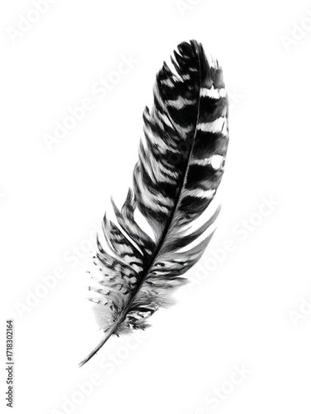 Fototapeta PNG Of A delicate, intricately patterned black and white feather floating against a dark background.