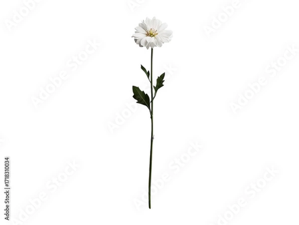 Fototapeta PNG Of A delicate white flower stands gracefully against a simple backdrop, showcasing its pristine petals and slender green stem.