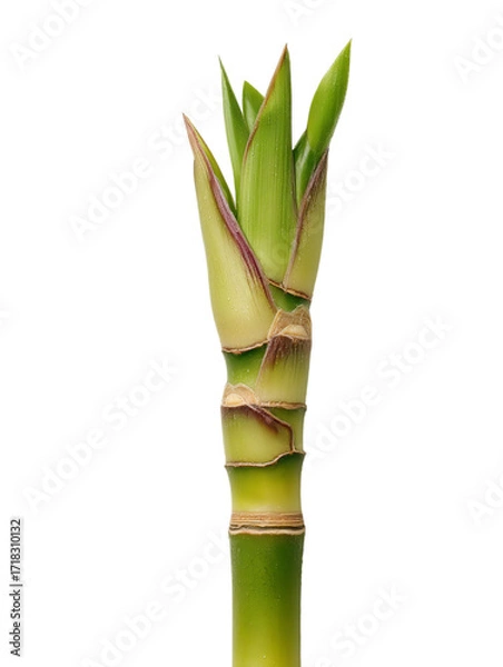 Fototapeta PNG Of A close-up of a vibrant green bamboo shoot with delicate leaves emerging from the top.