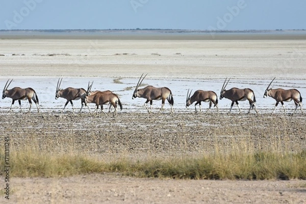 Obraz Oryxantilopen (Oryx) ziehen entlang der Salzpfanne im Etoscha Nationalpark
