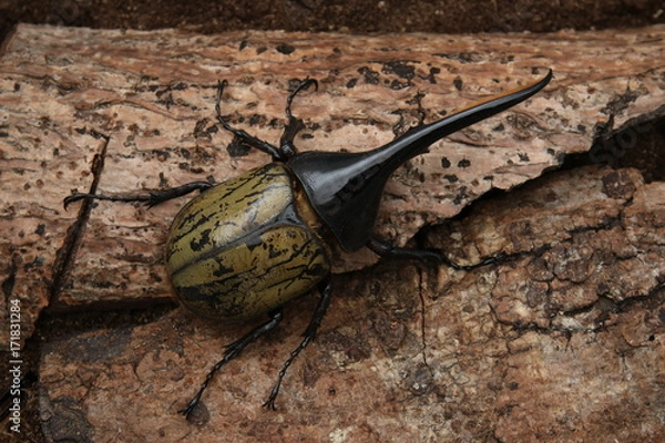 Obraz Dynastes hercules beetle