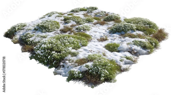 Fototapeta PNG of A lush patch of green vegetation peeks through a blanket of snow, showcasing a serene winter landscape.