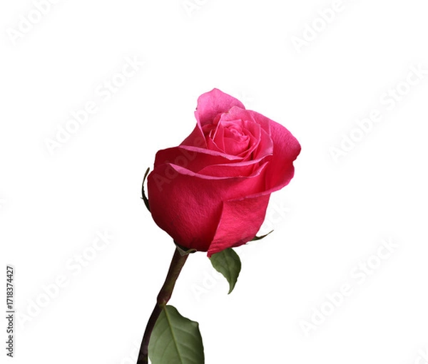 Fototapeta red rose flower isolated on transparent background 