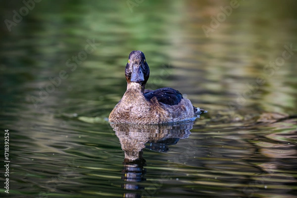Fototapeta Tufted duck female (Aythya fuligula) swimming on water with reflection, close up of wild diving duck in natural habitat, ornithology and wildlife photography