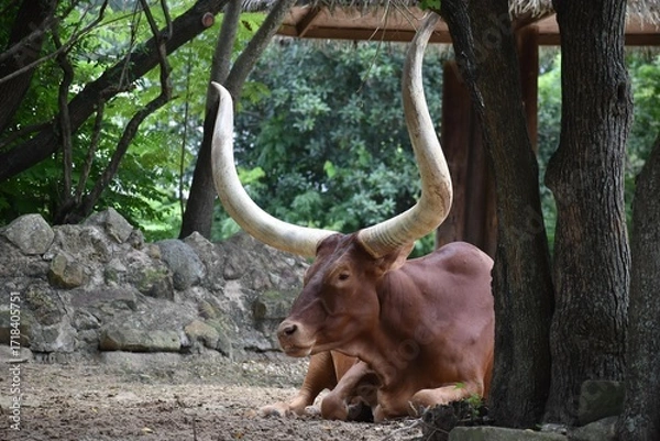 Obraz A big bull with big horns sitting in forest, wild life , animal 