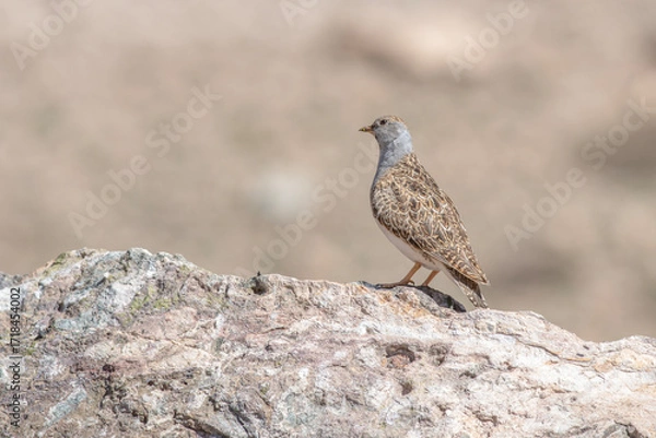 Fototapeta perdiz perched on branch